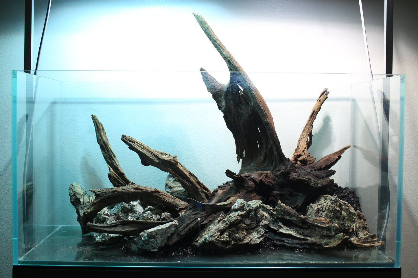 Malaysian Driftwood