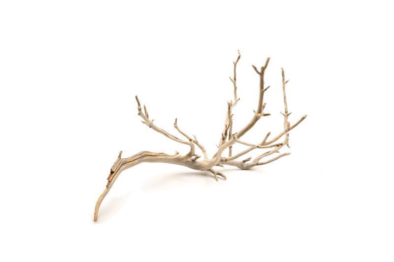 Manzanita Driftwood