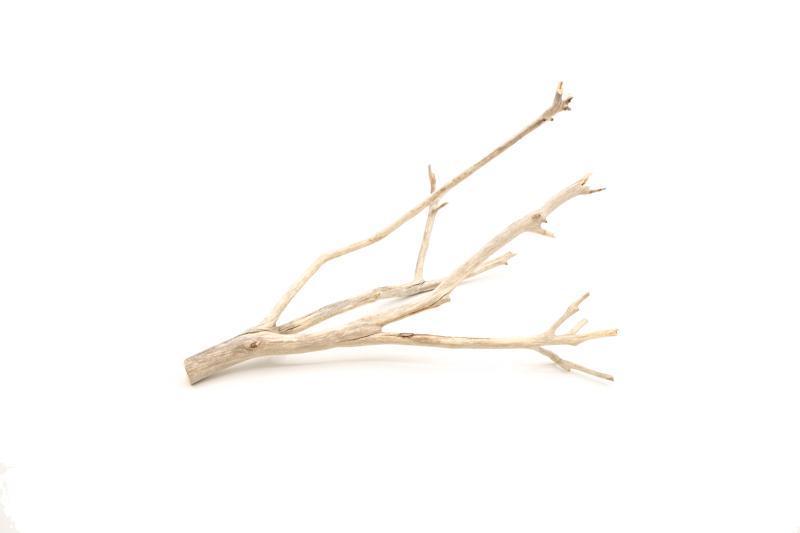 Manzanita Driftwood