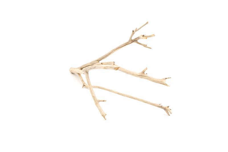 Manzanita Driftwood