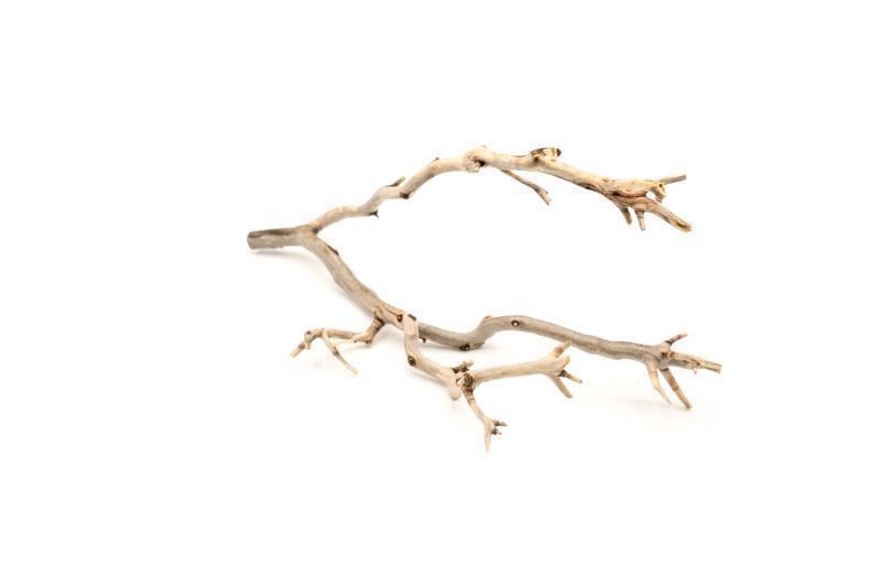 Manzanita Driftwood