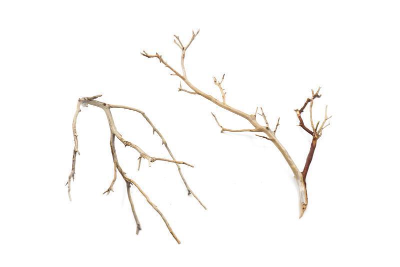 Manzanita Driftwood