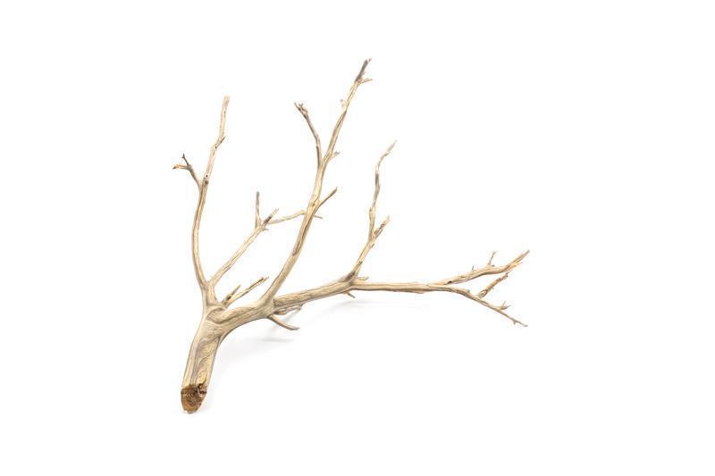 Manzanita Driftwood