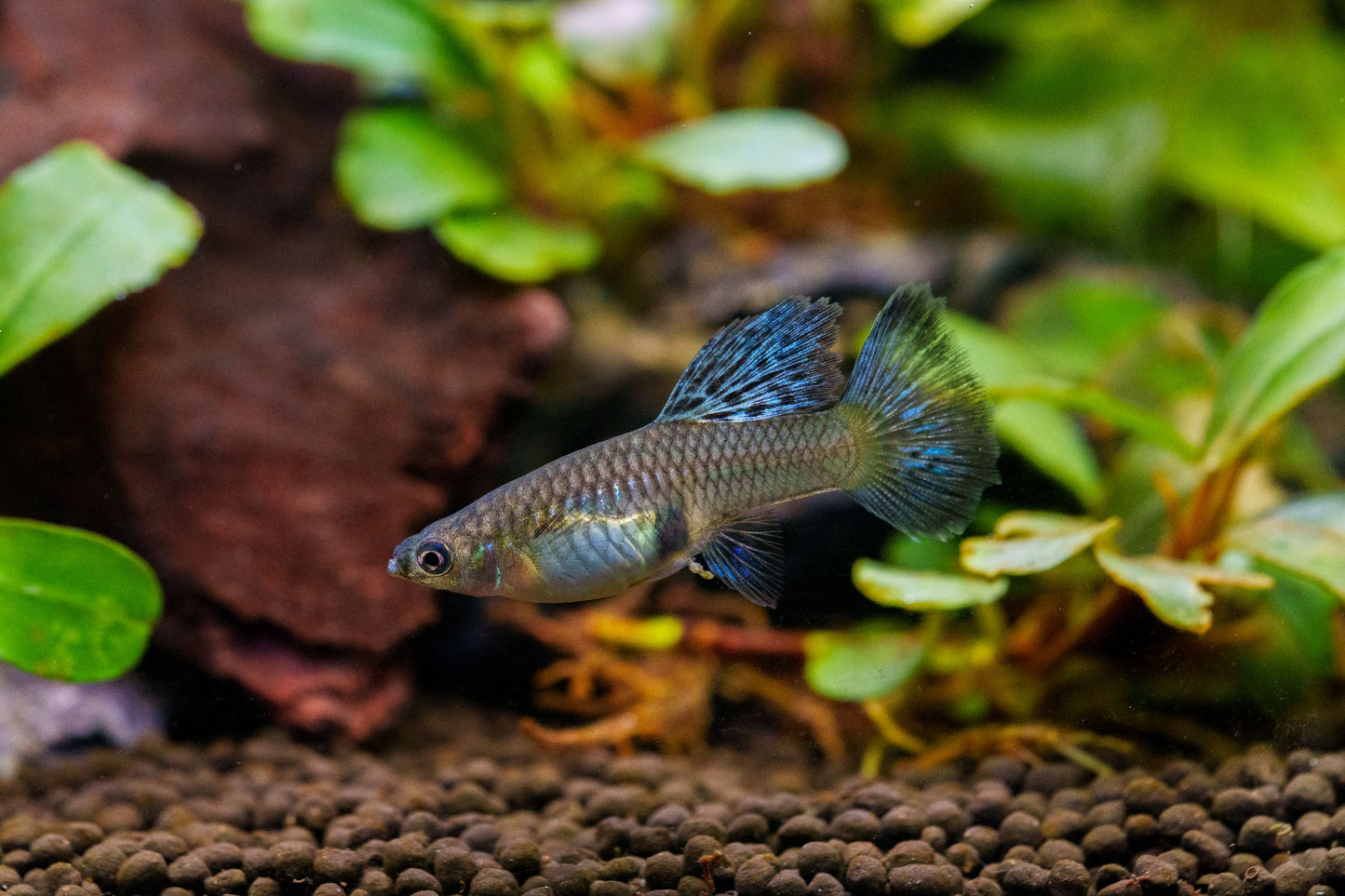 Metal Snakeskin Blue Grass Guppies