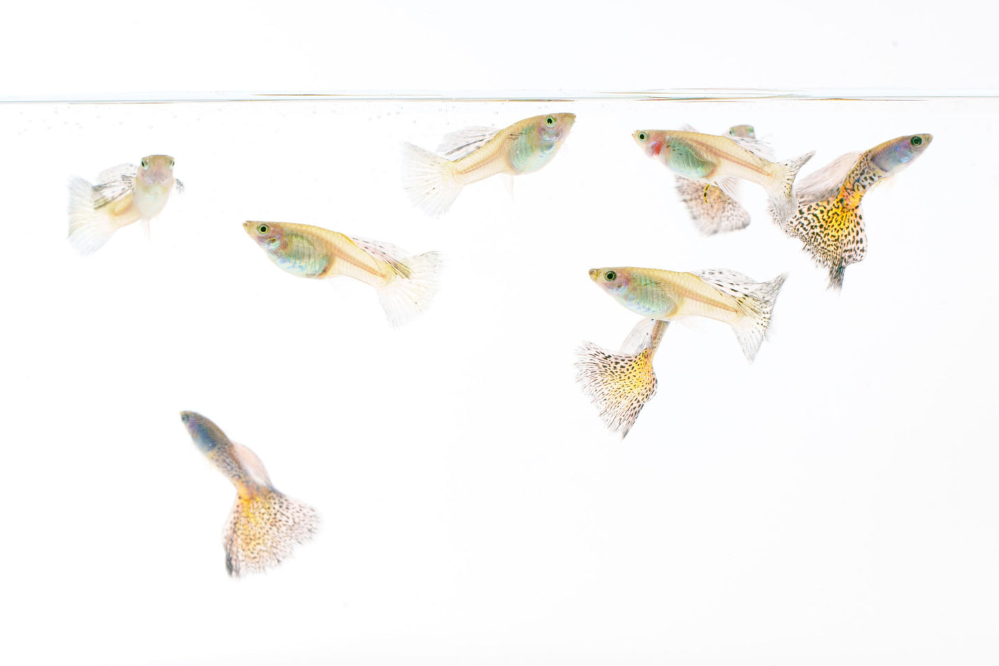 Metal Snakeskin Blue Grass Guppies