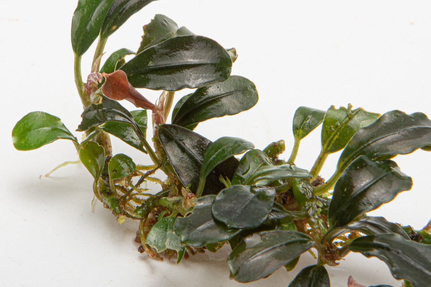 Bucephalandra Mini Coin