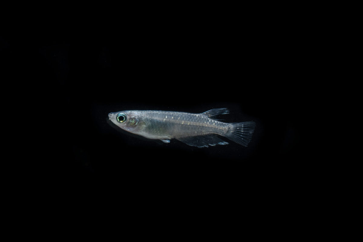 Miyuki Black Medaka Rice Fish
