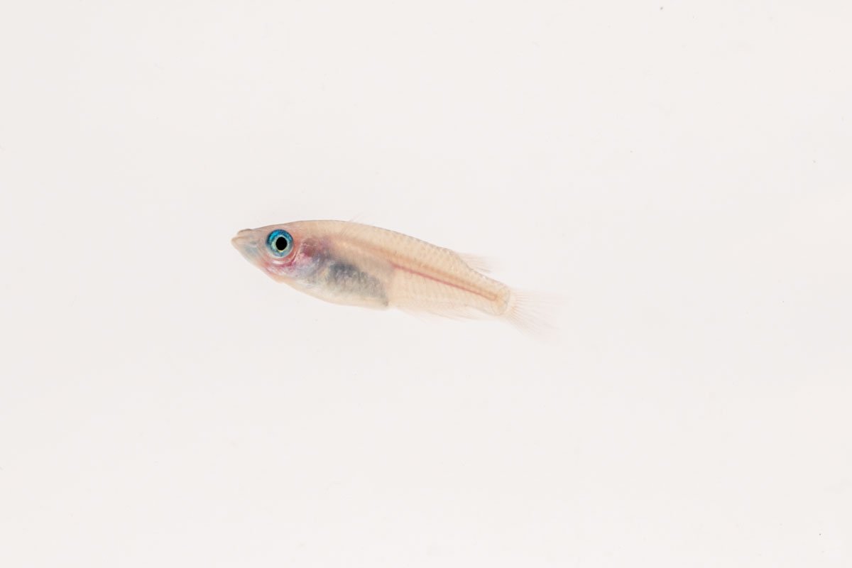 Oryzias Sp Galaxy Medaka Rice Fish