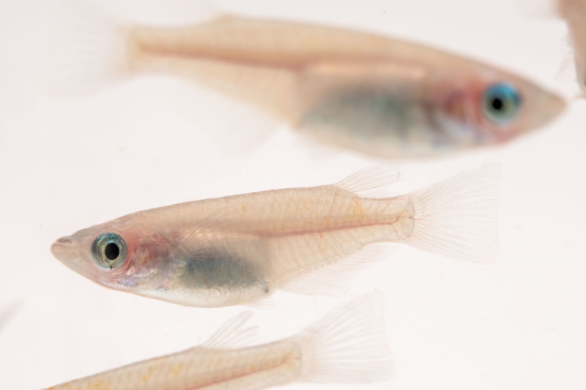 Oryzias Sp Galaxy Medaka Rice Fish
