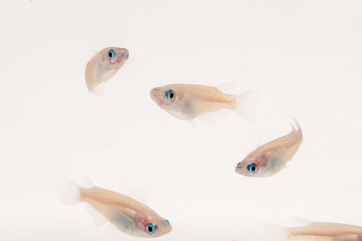 Oryzias Sp Galaxy Medaka Rice Fish