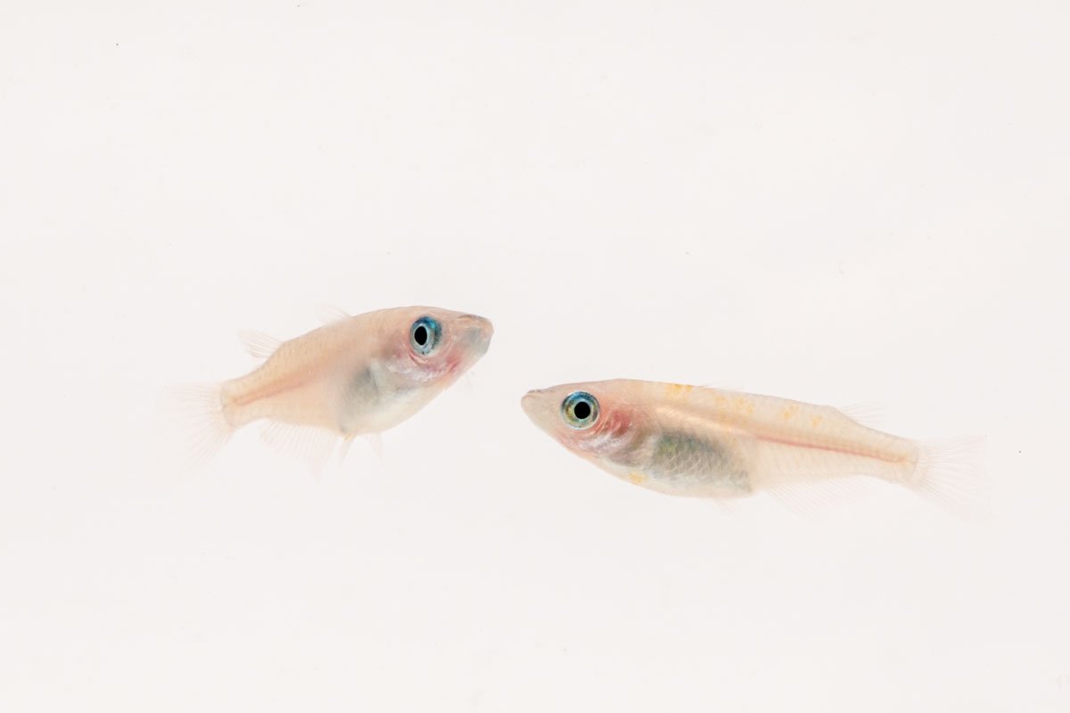 Oryzias Sp Galaxy Medaka Rice Fish