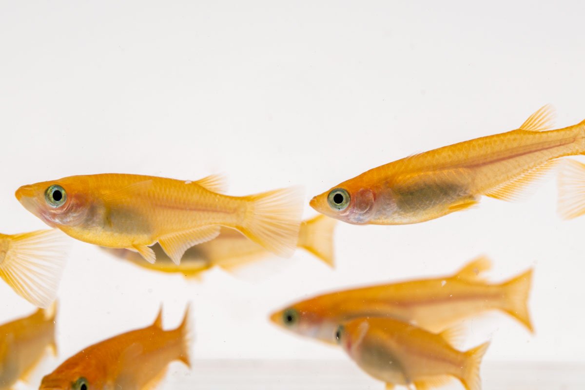 Oryzias Sp Pink Medaka Rice Fish