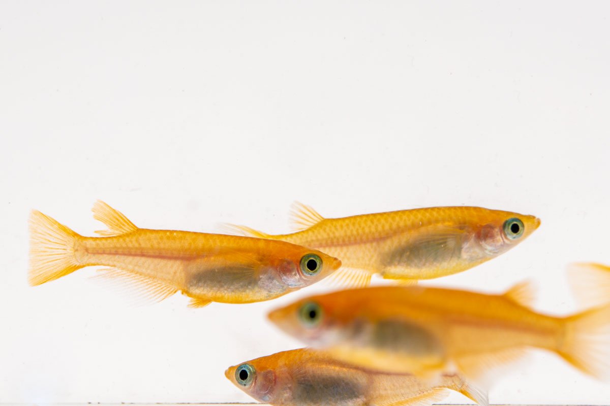 Oryzias Sp Pink Medaka Rice Fish
