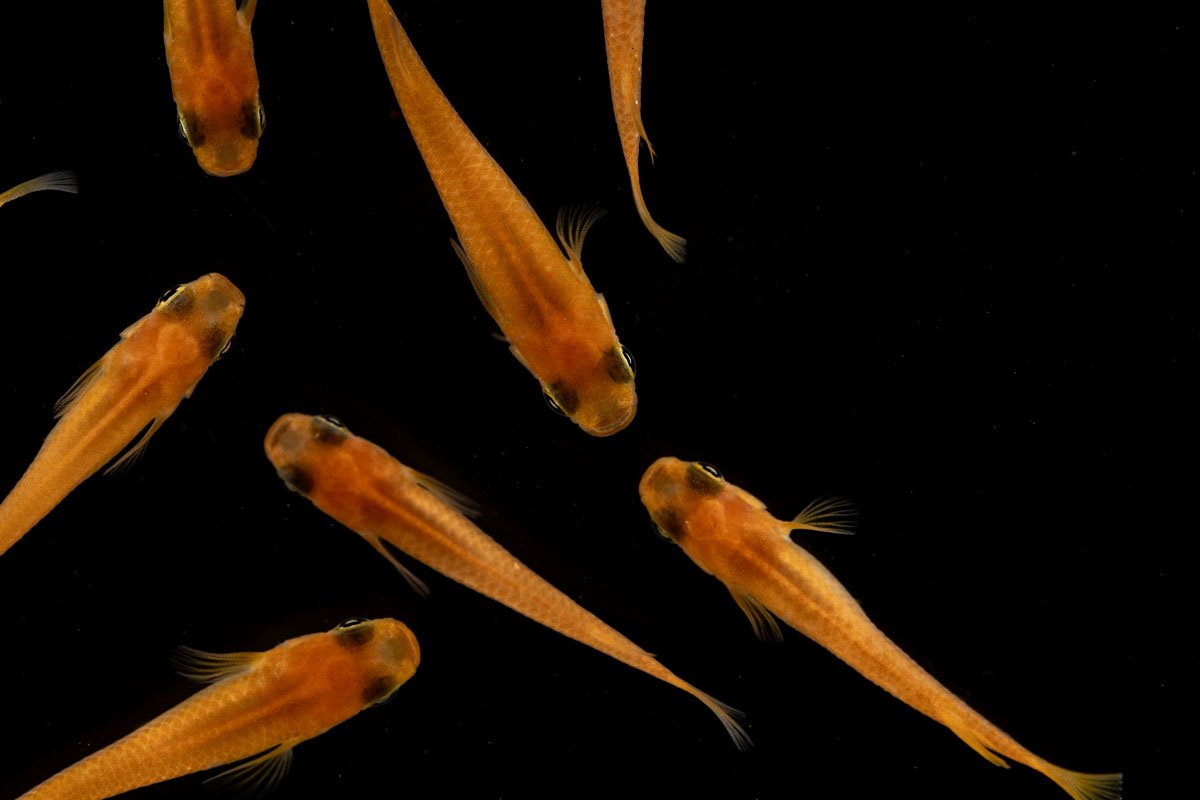 Oryzias Sp Pink Medaka Rice Fish