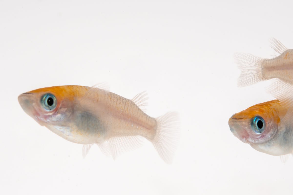 Oryzias Sp Red Cap Medaka Rice Fish