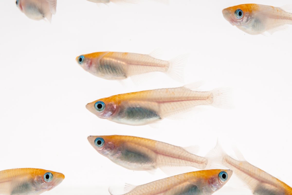 Oryzias Sp Red Cap Medaka Rice Fish