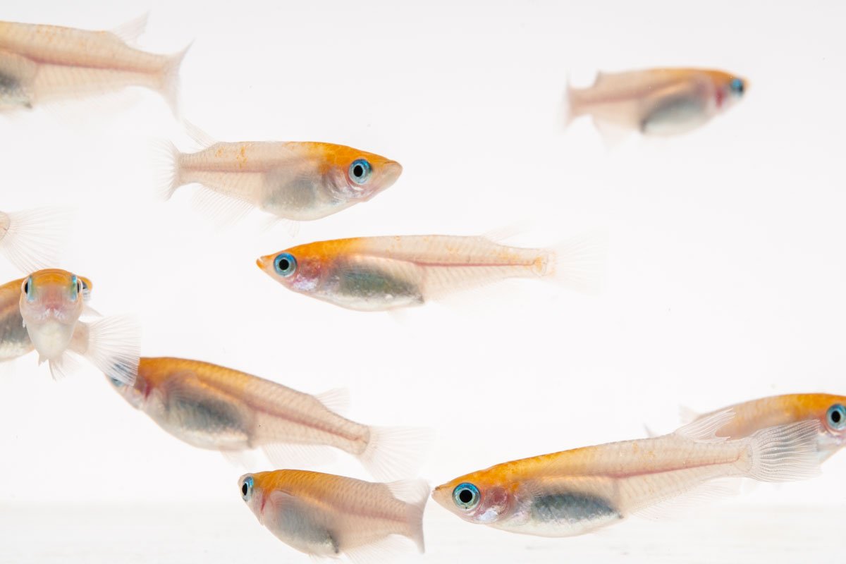 Oryzias Sp Red Cap Medaka Rice Fish