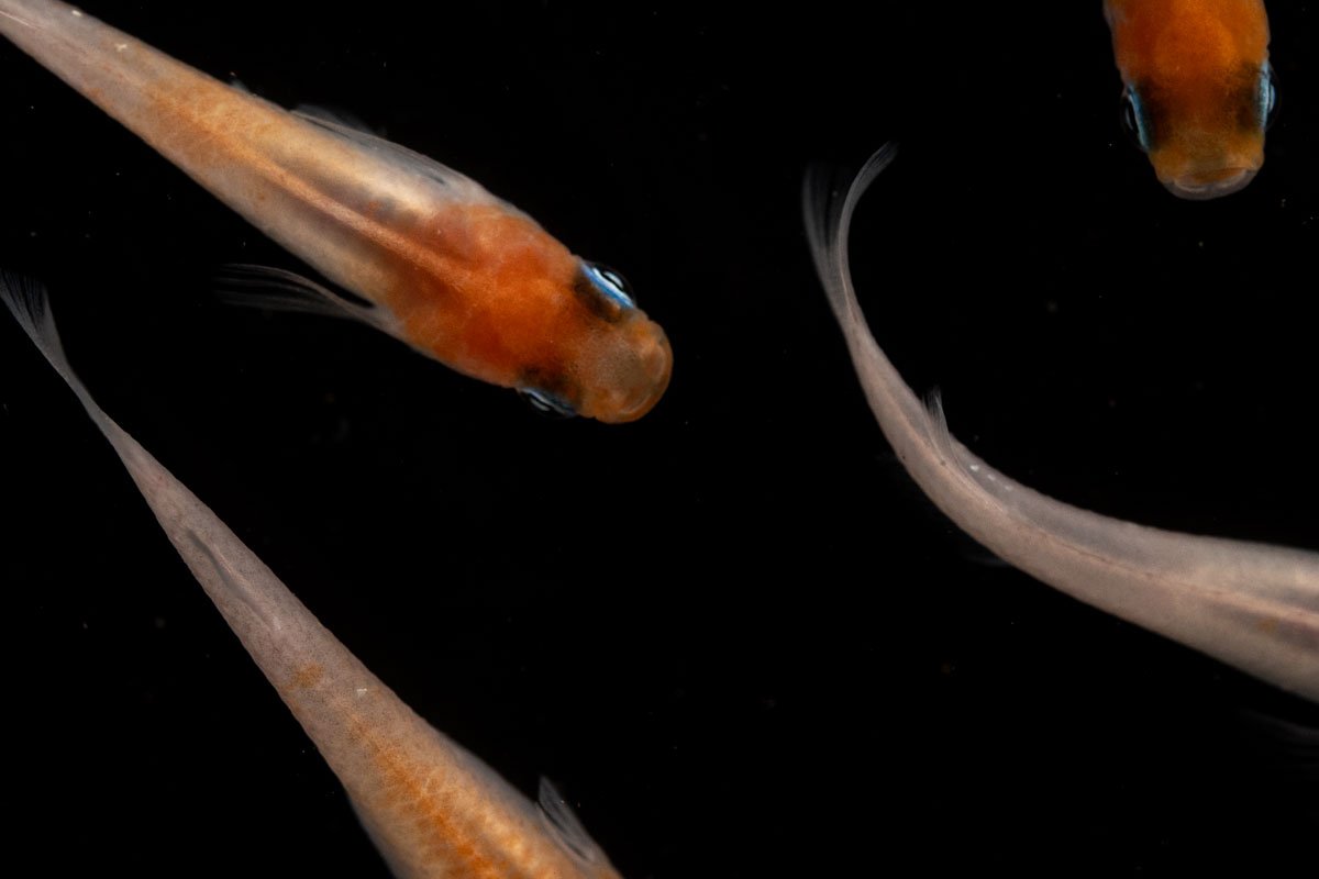 Oryzias Sp Red Cap Medaka Rice Fish