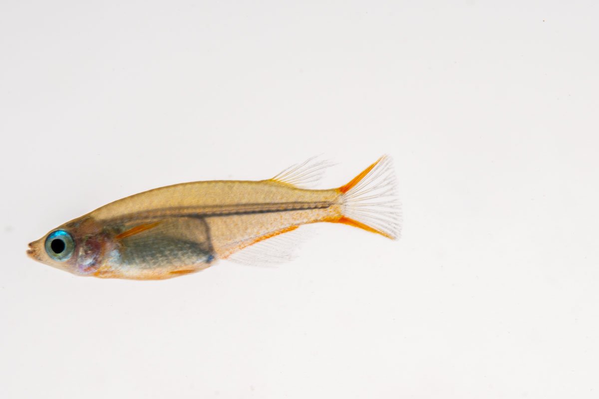 Oryzias Sp Woworae Medaka Rice Fish