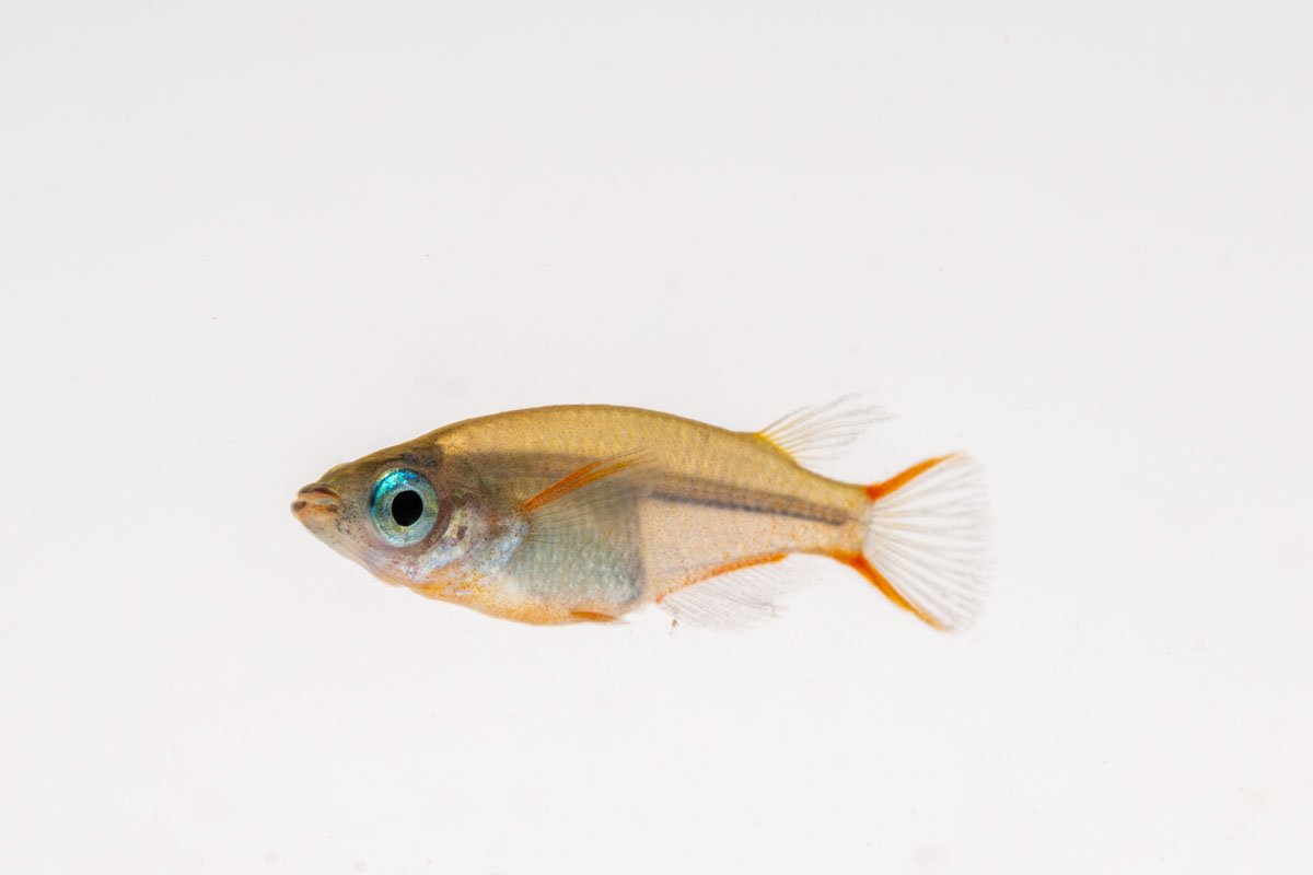 Oryzias Sp Woworae Medaka Rice Fish