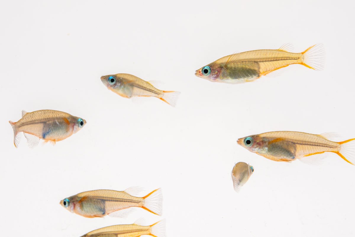 Oryzias Sp Woworae Medaka Rice Fish