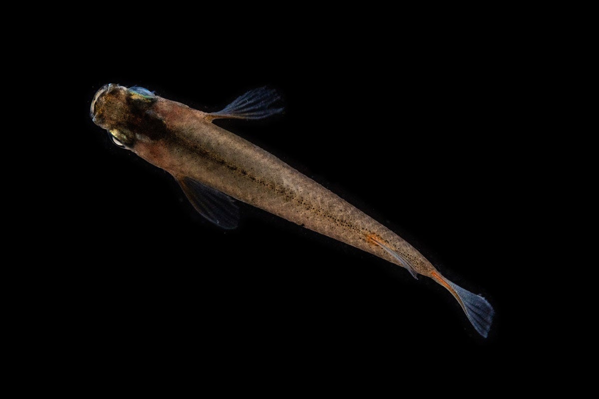Oryzias Sp Woworae Medaka Rice Fish