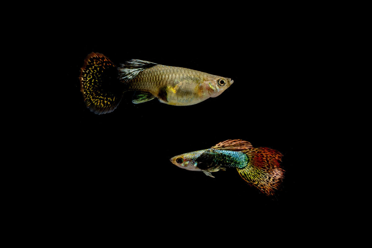 Red Dragon Guppies - Breeding Pair