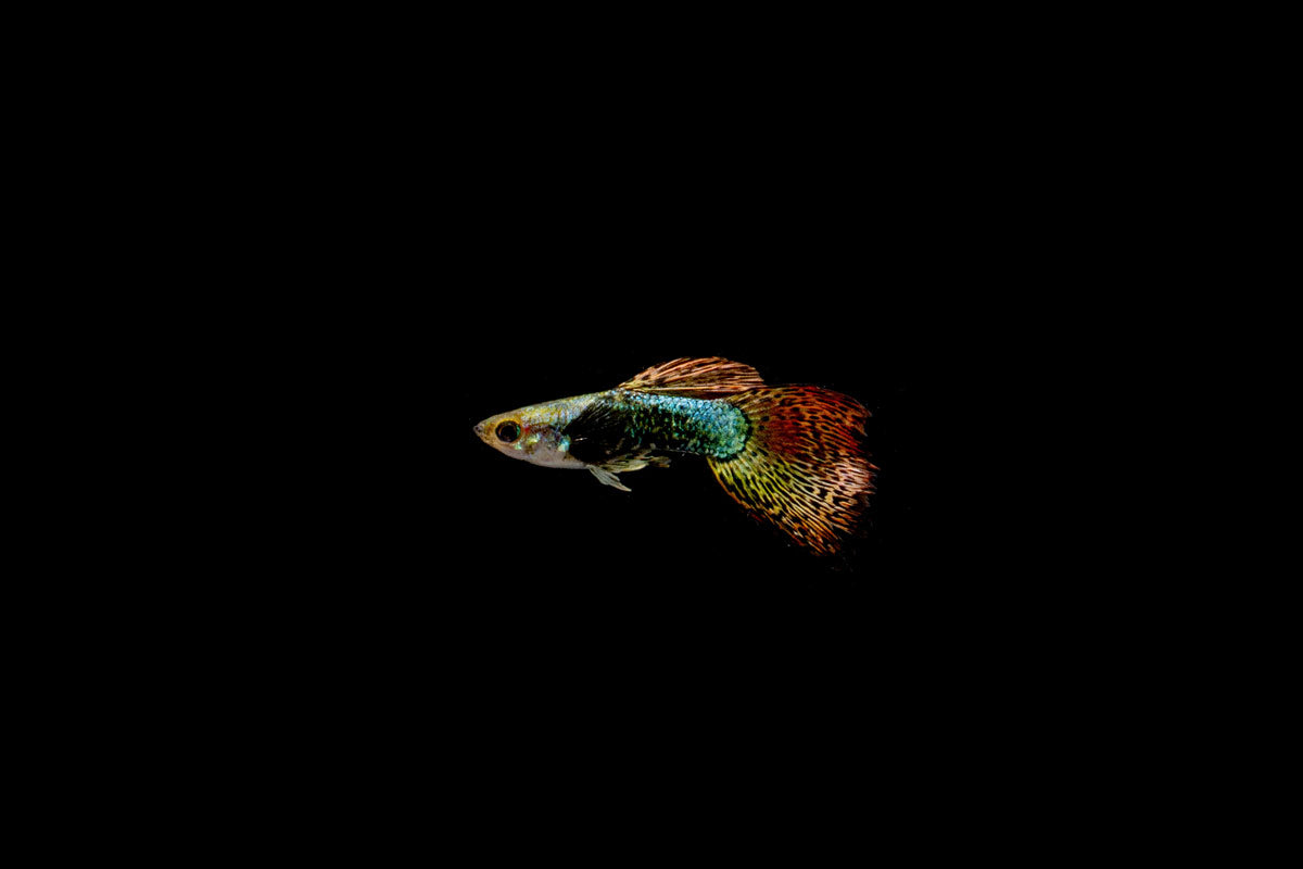 Red Dragon Guppies - Breeding Pair