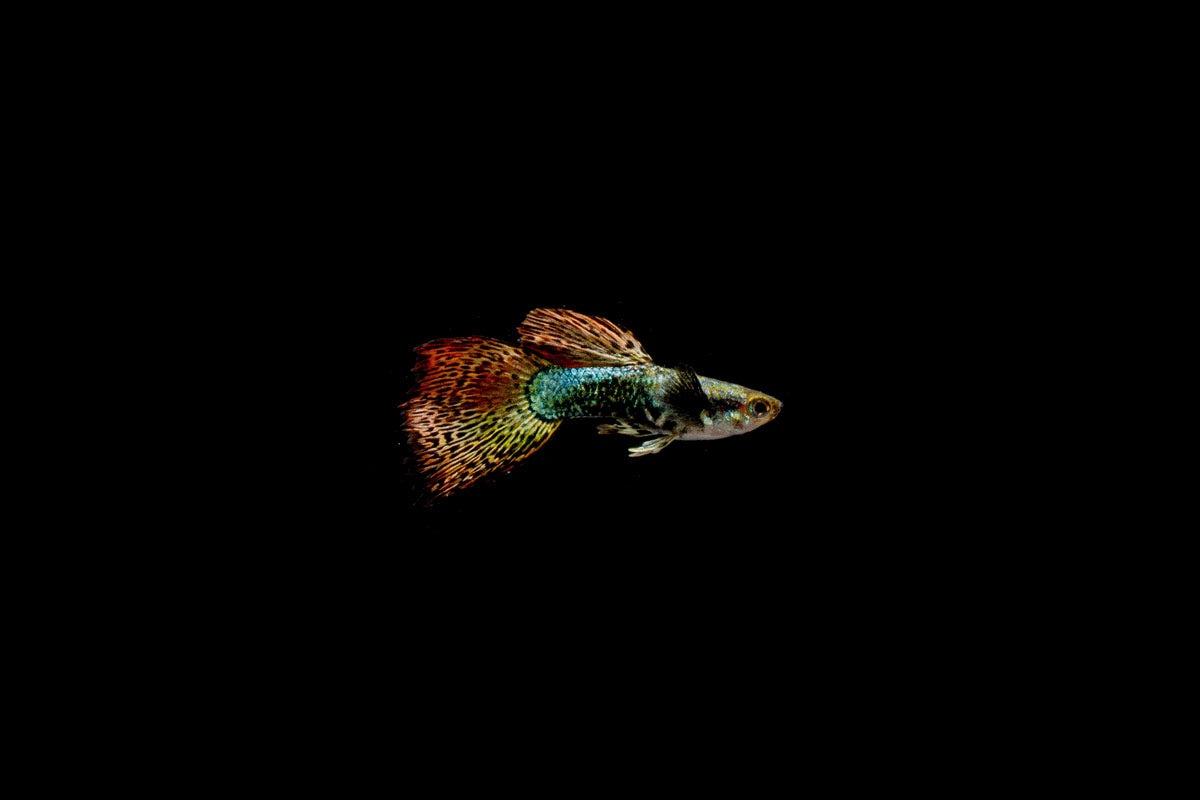 Red Dragon Guppies - Breeding Pair