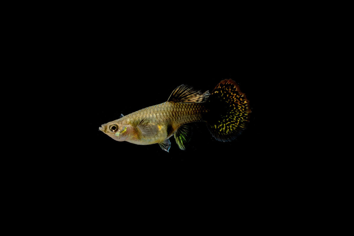 Red Dragon Guppies - Breeding Pair