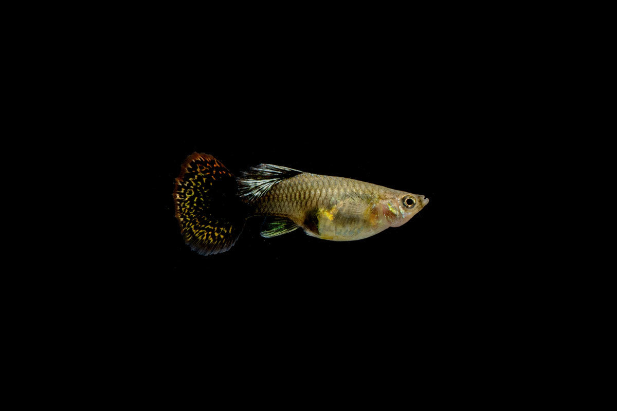 Red Dragon Guppies - Breeding Pair