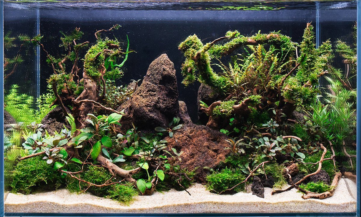 Spiderwood