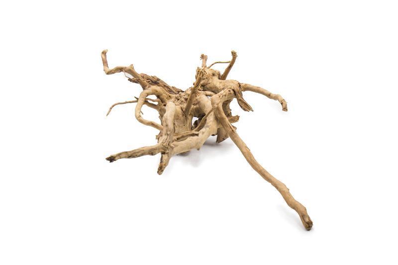 Spiderwood