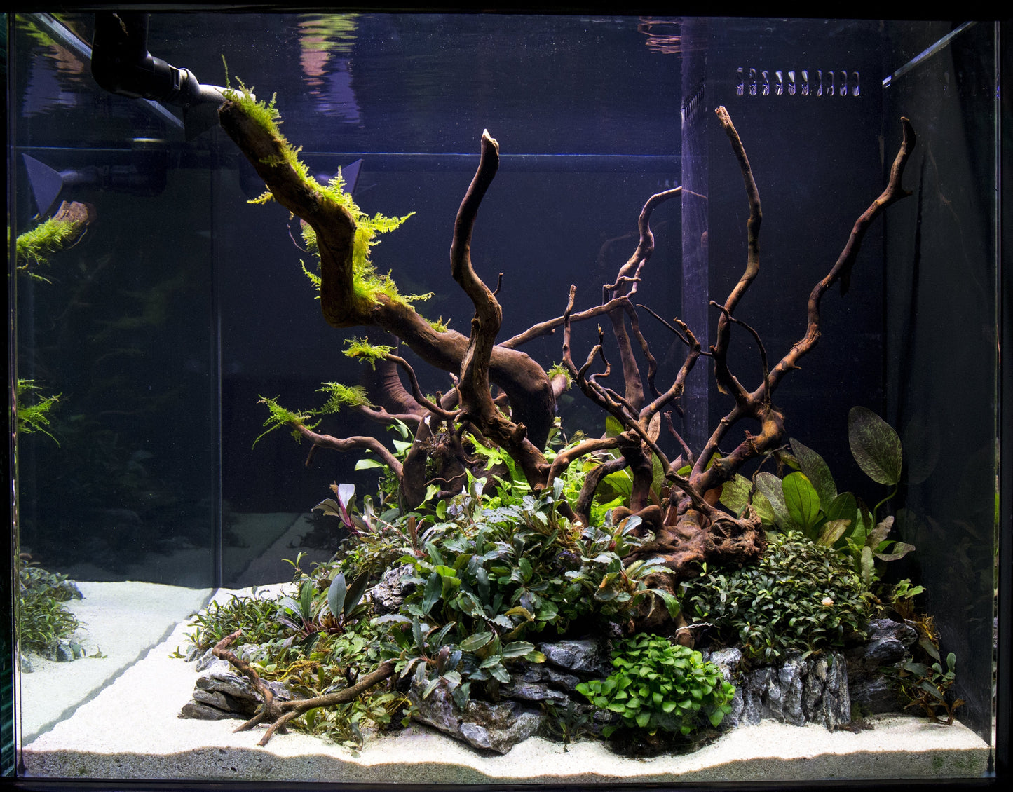 Spiderwood
