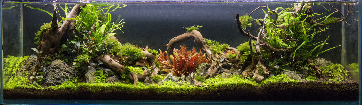 Spiderwood