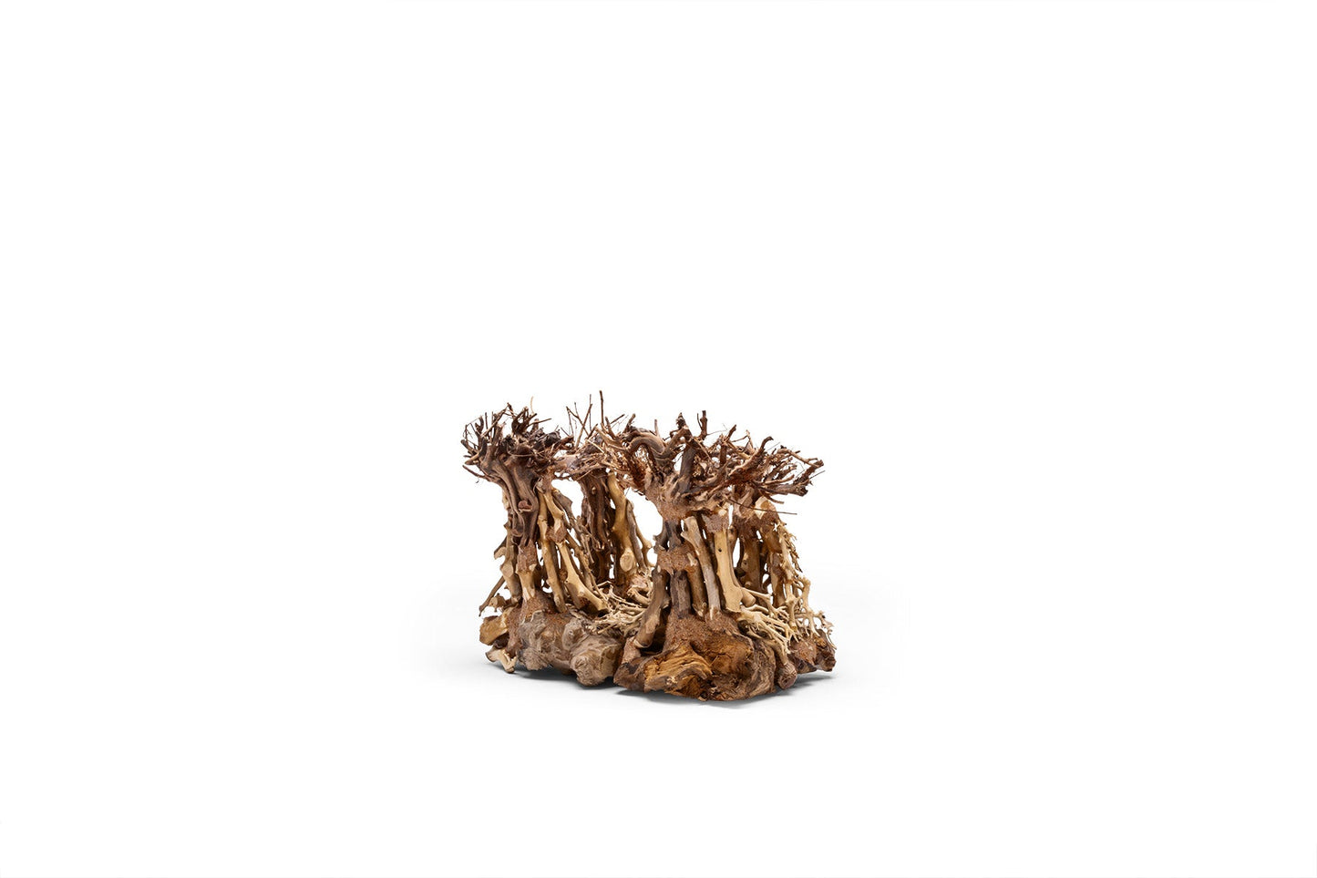 UNS Bonsai 003