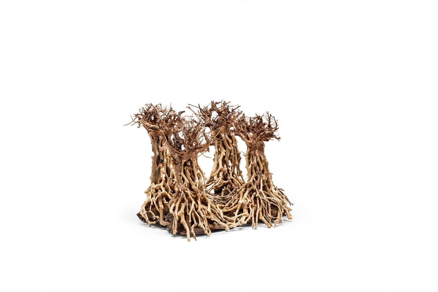 UNS Bonsai 003