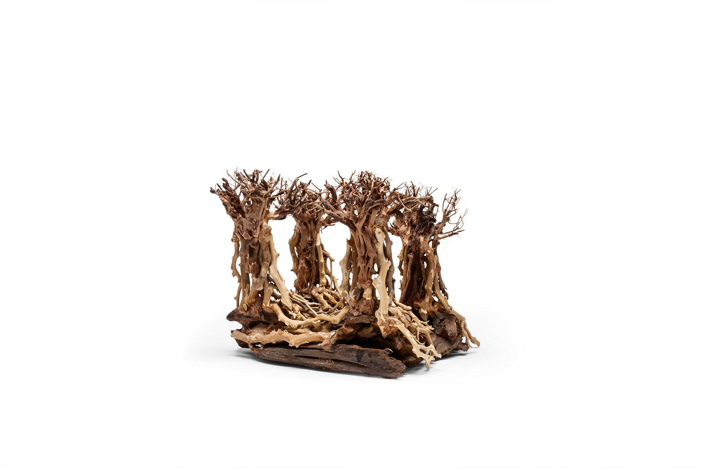 UNS Bonsai 003