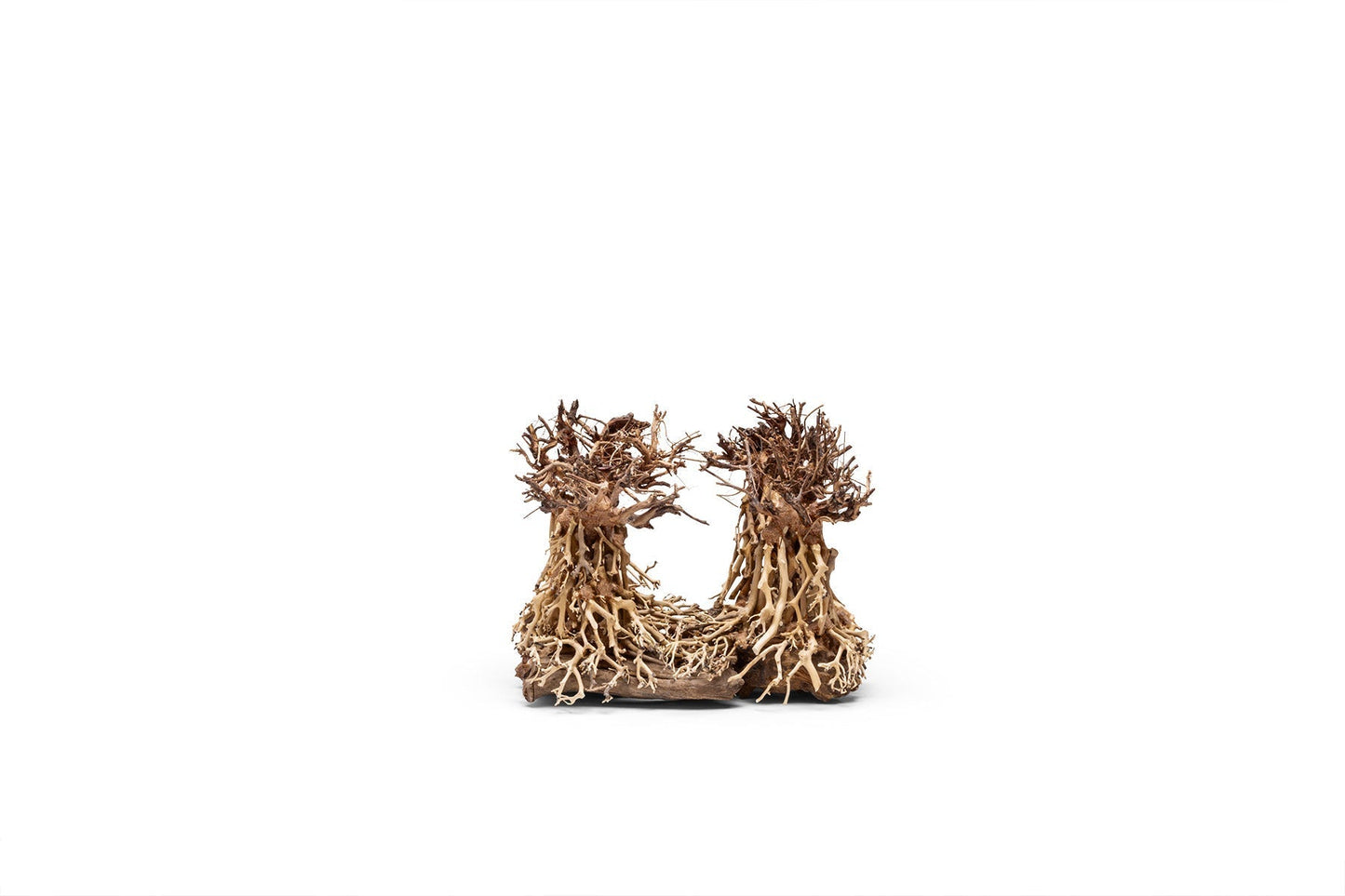 UNS Bonsai 003