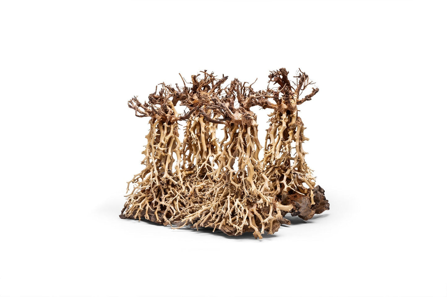UNS Bonsai 003
