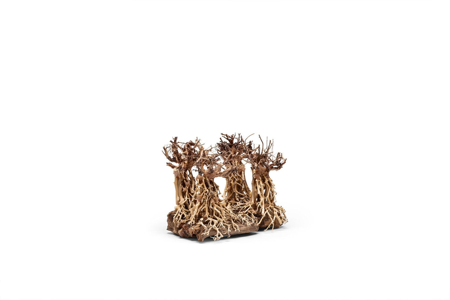 UNS Bonsai 003