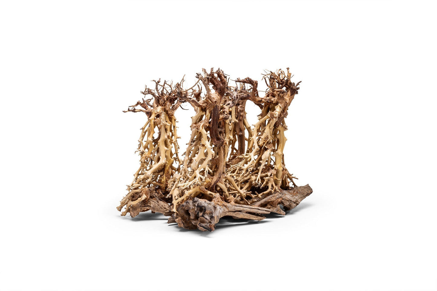 UNS Bonsai 003