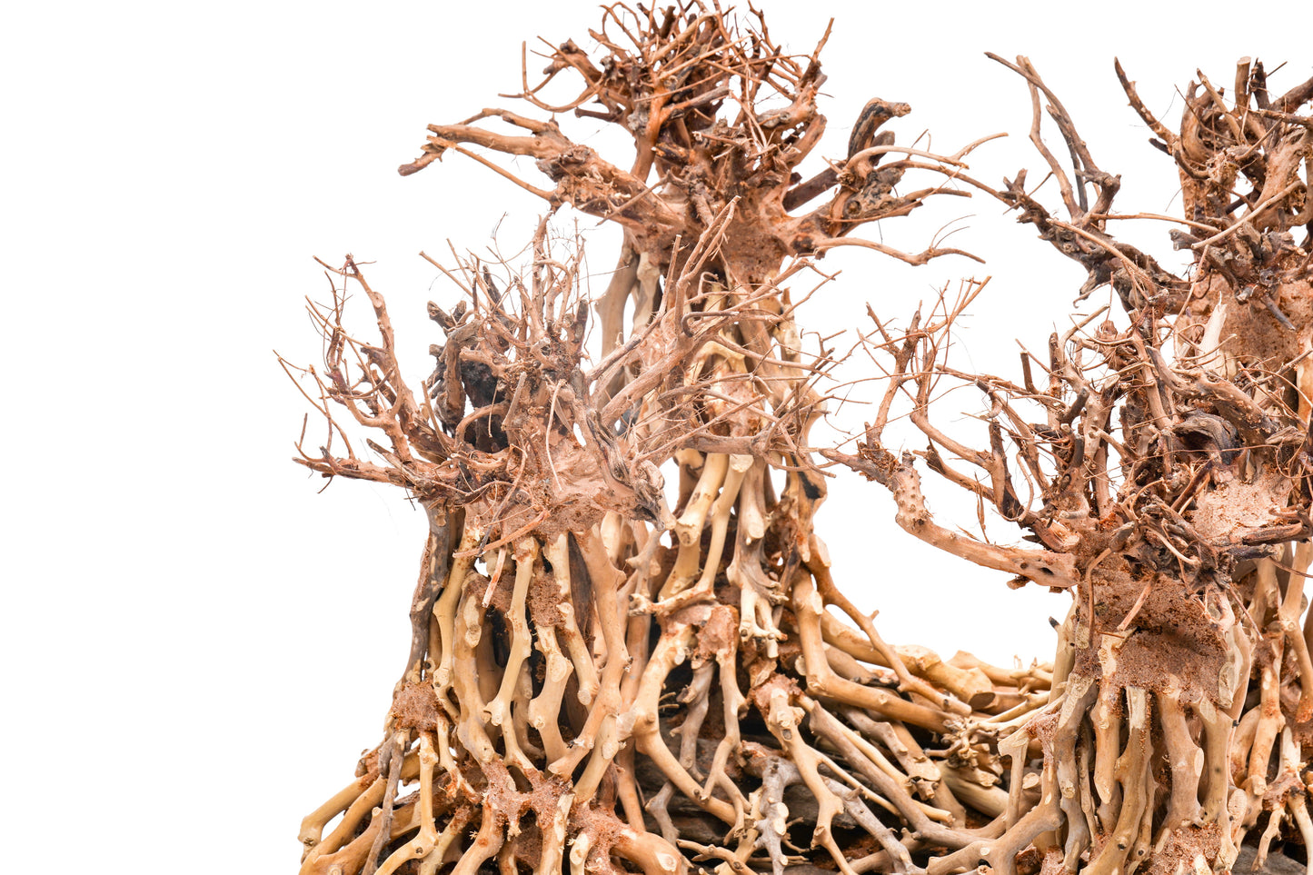 UNS Bonsai 003