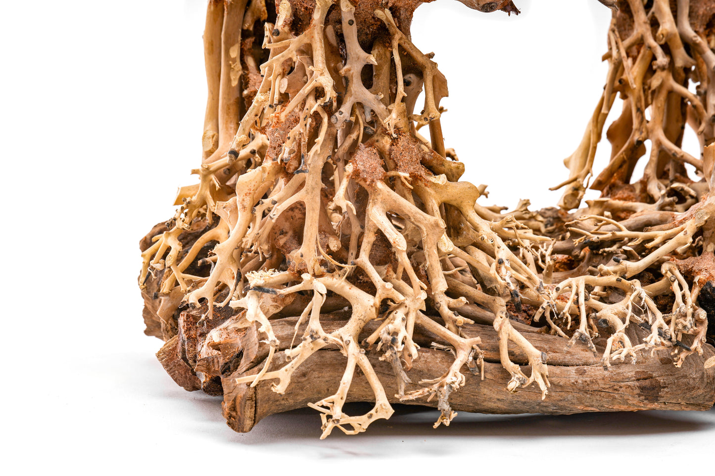 UNS Bonsai 003