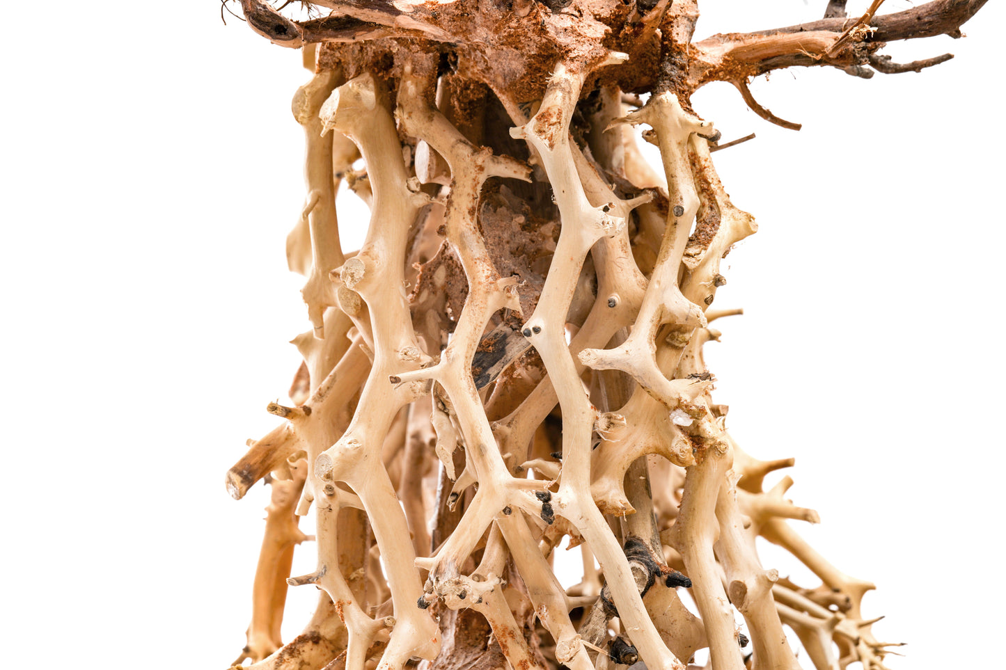 UNS Bonsai 003