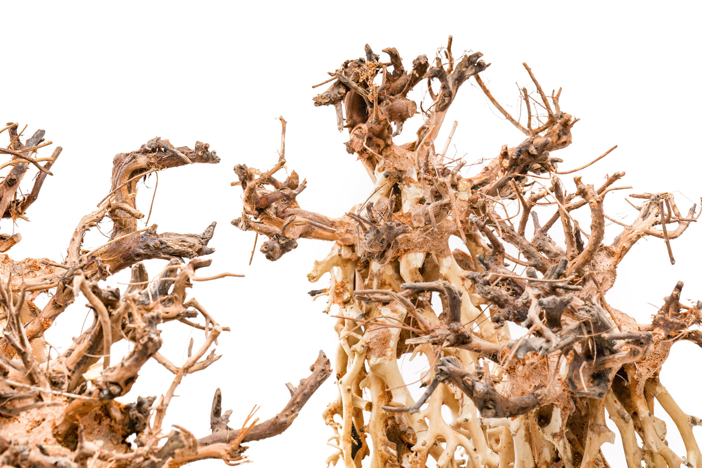 UNS Bonsai 003