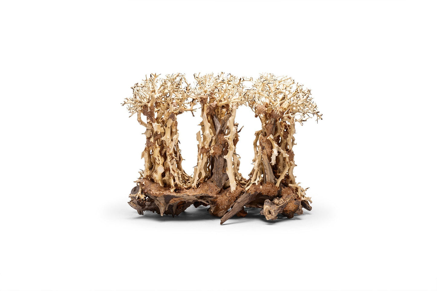 UNS Bonsai 005