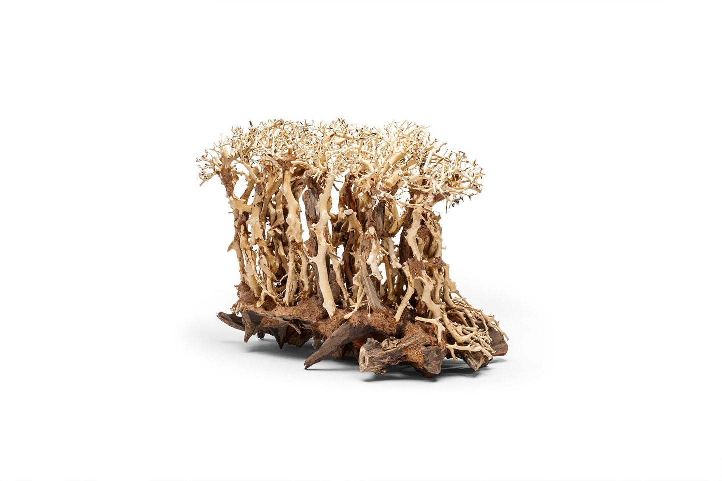 UNS Bonsai 005