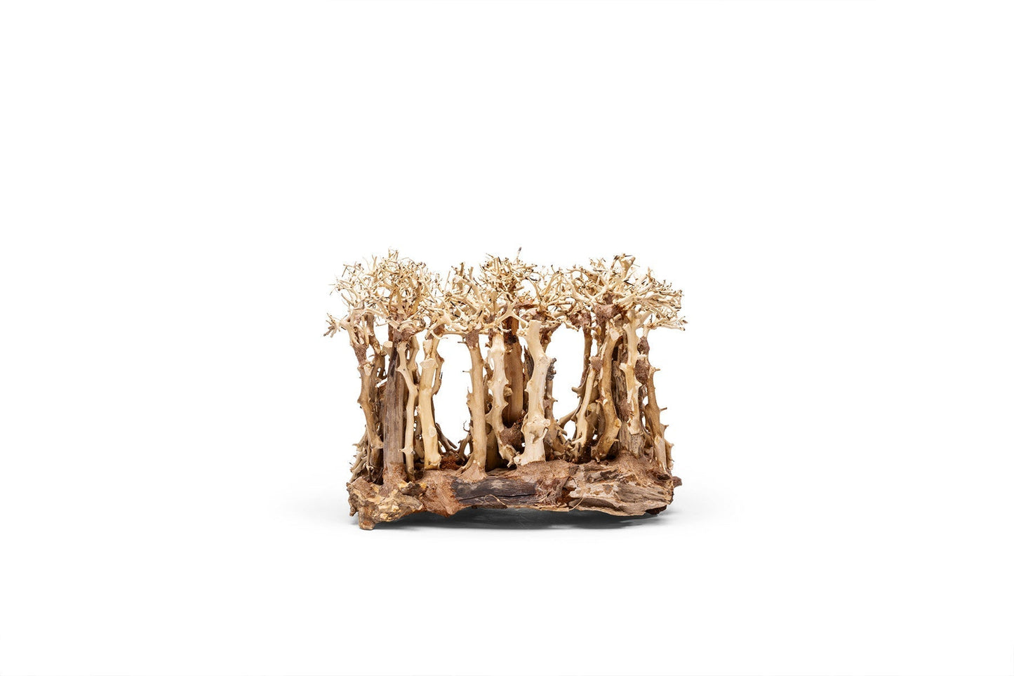UNS Bonsai 005