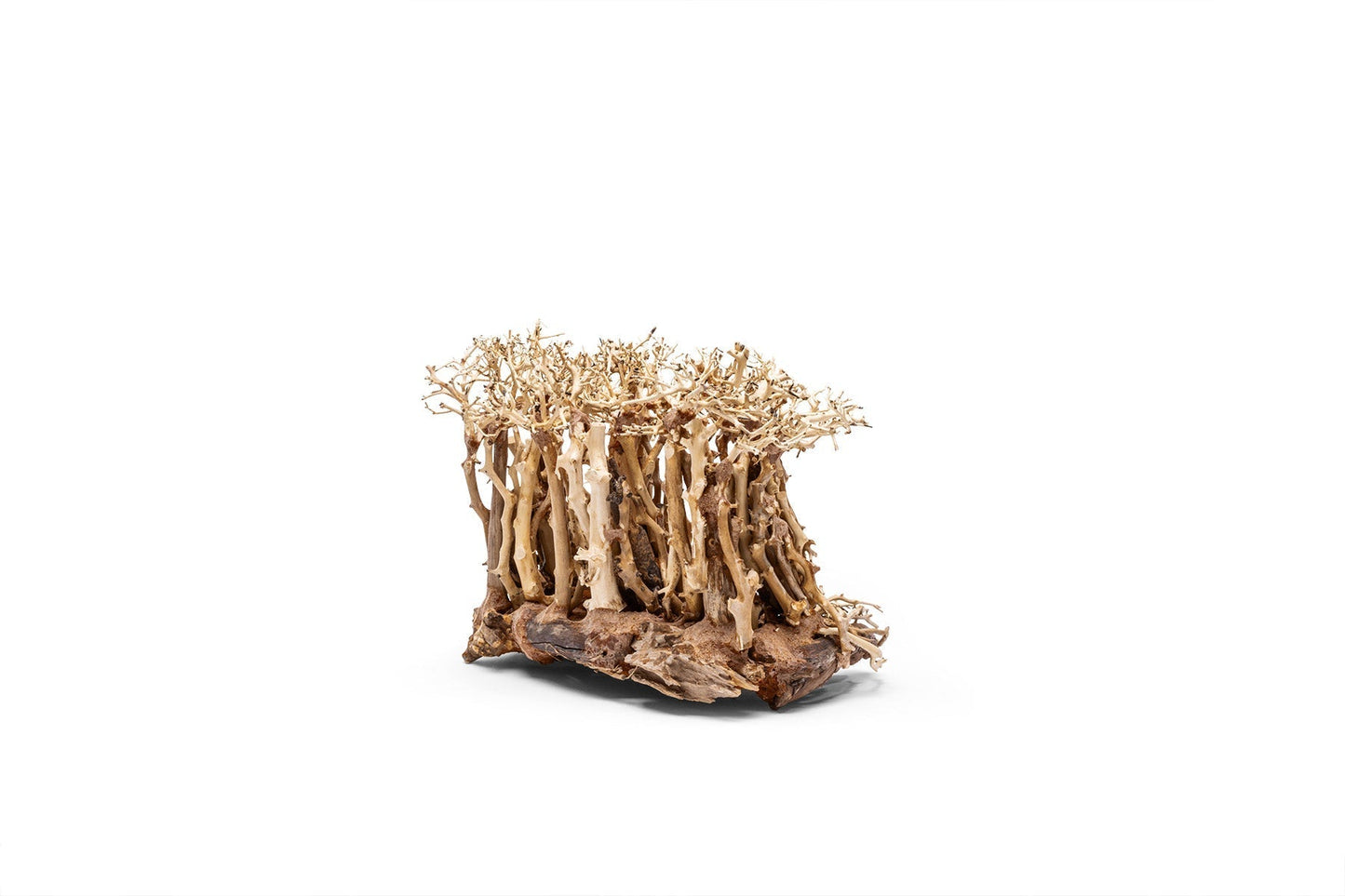 UNS Bonsai 005
